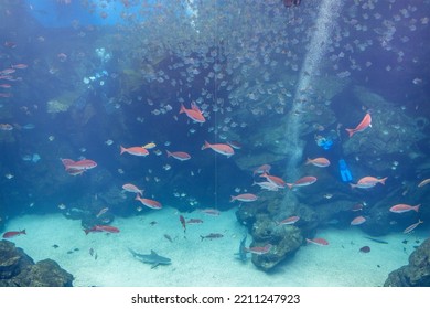 Big Fish Water Tank In Aquarium