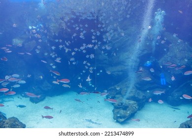 Big Fish Water Tank In Aquarium