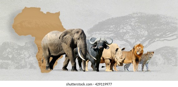 Big five africa - Lion, Elephant, Leopard, Buffalo and Rhinoceros