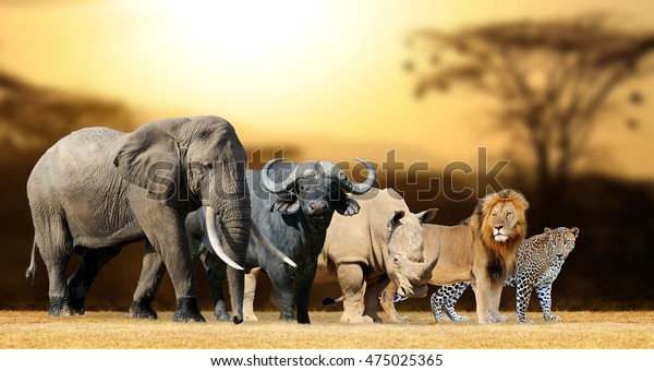 Big five africa - Lion, Elephant, Leopard,\
Buffalo and Rhinoceros