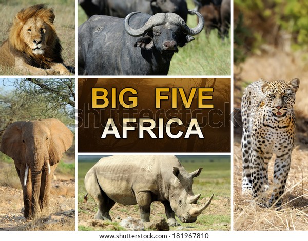 The Big Five - Lion, Elephant, Leopard,\
Buffalo and Rhinoceros