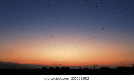 Big flock of birds flying in sky at sunset over the modern city. - Powered by Shutterstock