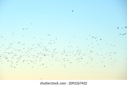 Big flock of crow birds flying against clear sky