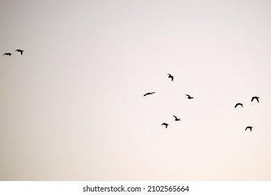 Big flock of crow birds flying against clear sky