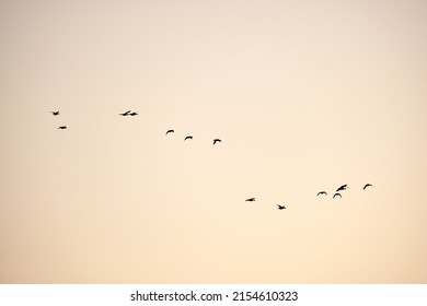 Big flock of crow birds flying against clear sky - Shutterstock ID 2154610323