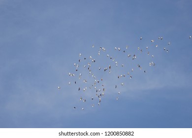 Big Flock Pidgeons Birds Doves Flying Stock Photo 1200850882 | Shutterstock