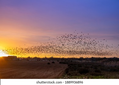 Big flock of starlings flying on the sunset. Murmurations. Mallorca. Spain.