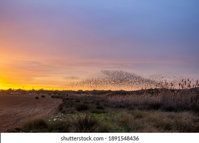 Big flock of starlings flying on the stunning sunset. Murmurations. Mallorca. Spain.