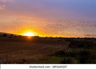 Big flock of starlings flying on the stunning sunset. Murmurations. Mallorca. Spain.