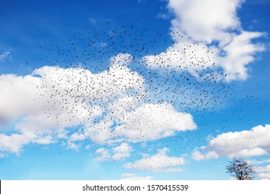 big flock of starlings migrate to the south, blue sky with clouds on background