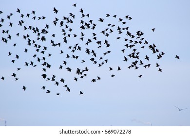 Big flock of starlings in sky of Roma