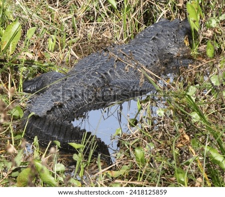Big Florida Gator in a pond near her soon to hatch eggs.