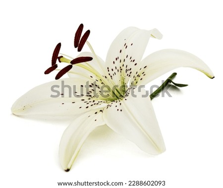 Big flower of brindle lily, isolated on white background
