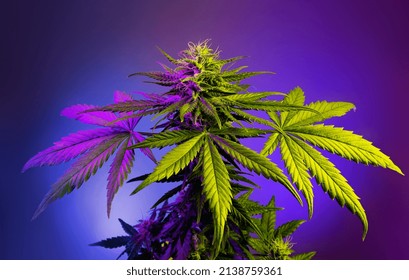 Big flowering cannabis plant in colored purple light on violet background. Medical marijuana background. Beautiful cannabis with big leaves and bud flower. Art hemp for cosmetic, medicinal, industry