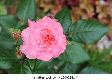 Big Flowers Of The French Rose  Variety Fox Trot Color Pech In The Garden 