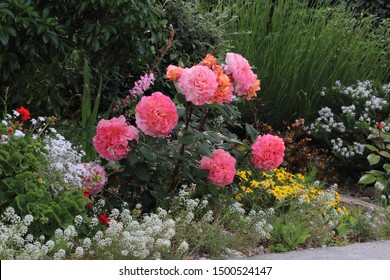 Big Flowers Of The French Rose  Variety Fox Trot Color Pech In The Garden 