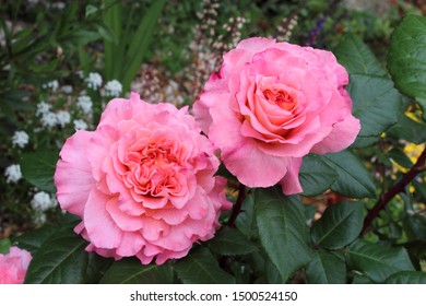 Big Flowers Of The French Rose  Variety Fox Trot Color Pech In The Garden 