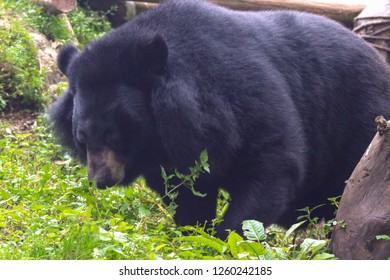 fluffy black bear