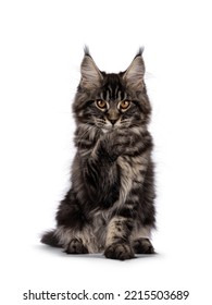 Big fluffy black tabby Maine coon cat kitten, sitting facing front. Looking towards camera with front paw sneaky in front of face. Isolated on a white background