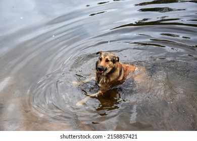 A Big Fluffy Dog Sitting In The Cold Water Of A Pond