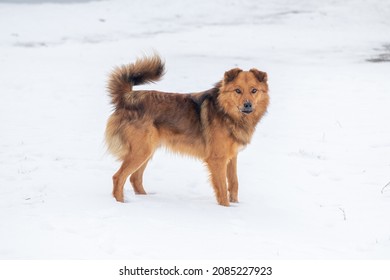 Big Fluffy Dog In Winter In The Snow In Profile