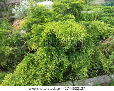 big fluffy green and yellow Juniperus pfitzeriana Old Gold Bush in the garden on the background of other coniferous and flowering plants.