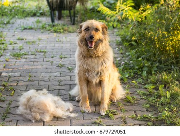 A Big Fluffy Happy Dog Is Sitting After Shedding Their Wool Outdoors.