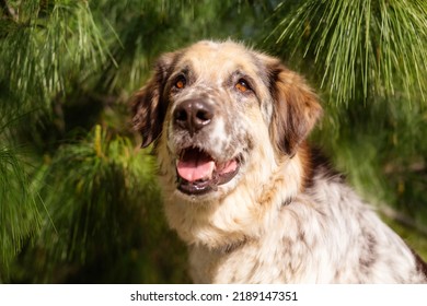 Big fluffy mixed breed dog portrait - Shutterstock ID 2189147351