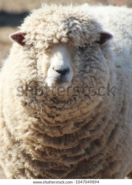 big fluffy sheep