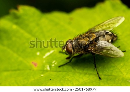 Big fly sitting on a leaf