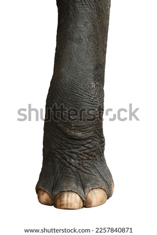 Big foot Elephant feet isolated on white background. This has clipping path.