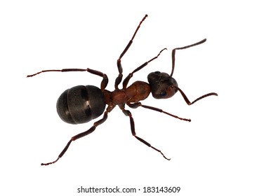 59,921 Ants white background Images, Stock Photos & Vectors | Shutterstock