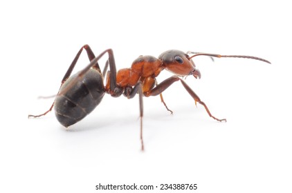 big forest ant isolated on white background 