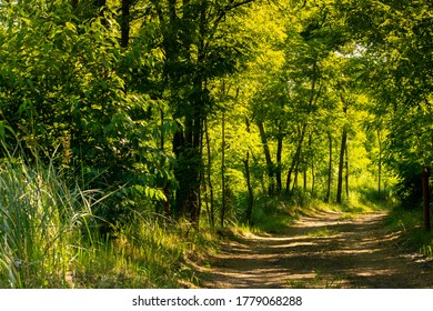 Big Forest In Debrecen, Hungary