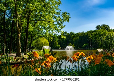 Big Forest In Debrecen, Hungary