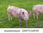 Big Free Range Domestic Pig at Green Grass Village Farm