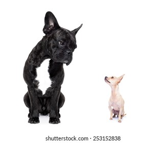 a big french bulldog and small tiny chihuahua dog looking at each other, feelings involved, isolated on white background