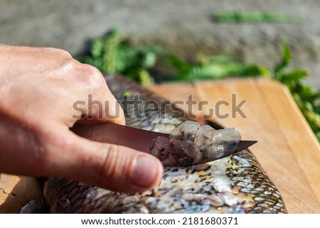 Big fresh bream. Freshly caught river fish. A man cleans the fish from scales. Fishing for spinning and feeder. Preparing fish for cooking