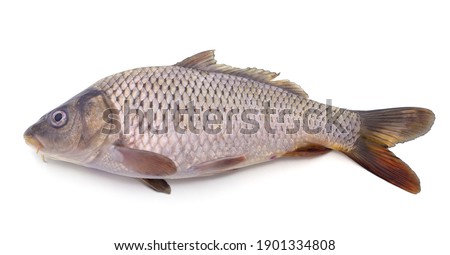 Big fresh carp isolated on a white background.