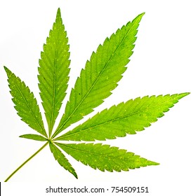 Big Fresh Organic Cannabis Leaf Marijuana Stock Photo 754509151 ...