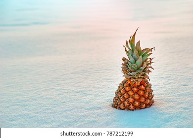 Big fresh pineapple standing in snow. Frozen tropical fruit in a snowdrift. Winter cold sunset with citrus plant. Copy space.