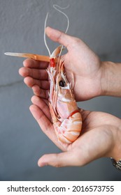 Big Fresh Scampi On Hands