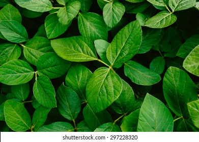 Big And Fresh Soybean Leaves In Detail