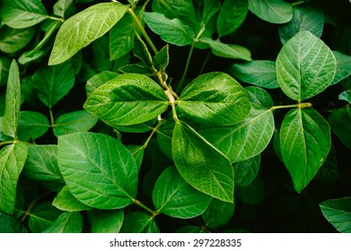 Big And Fresh Soybean Leaves In Detail