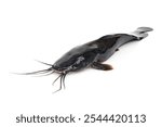 Big freshwater fish. Walking catfish - Clarias batrachus isolated on white background.