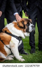 Big Friendly Saint Bernard Dog At Wedding In Front Of Men In Suits