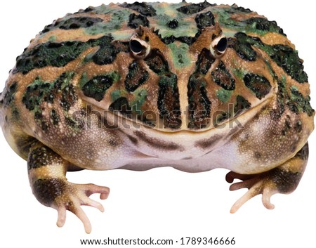 Similar – Image, Stock Photo Close-up of a frog against a night sky background with visible stars and soft glowing horizon