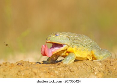 Big Frog And Tongue (Pyxicephalus Adspersus)