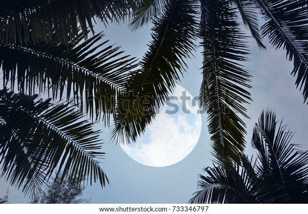 Big full moon behind palm\
leaves