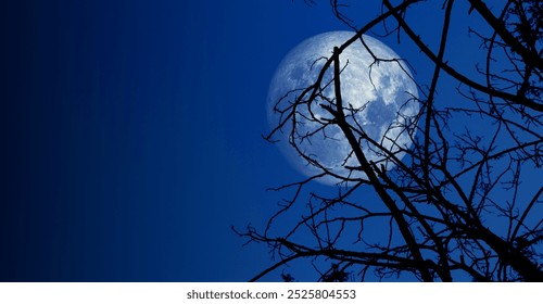 Big full moon shining through dry tree branches in dark night sky - Powered by Shutterstock